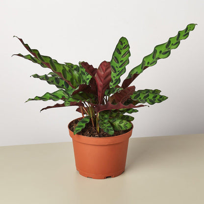 TEST Calathea Lancifolia 'Rattlesnake'
