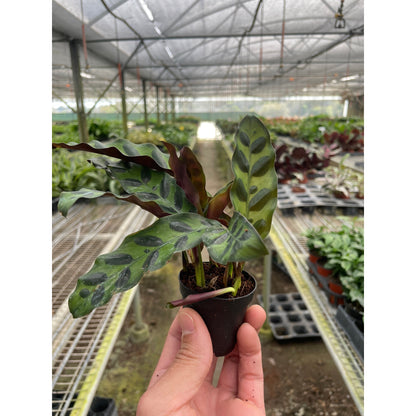 TEST Calathea Lancifolia 'Rattlesnake'