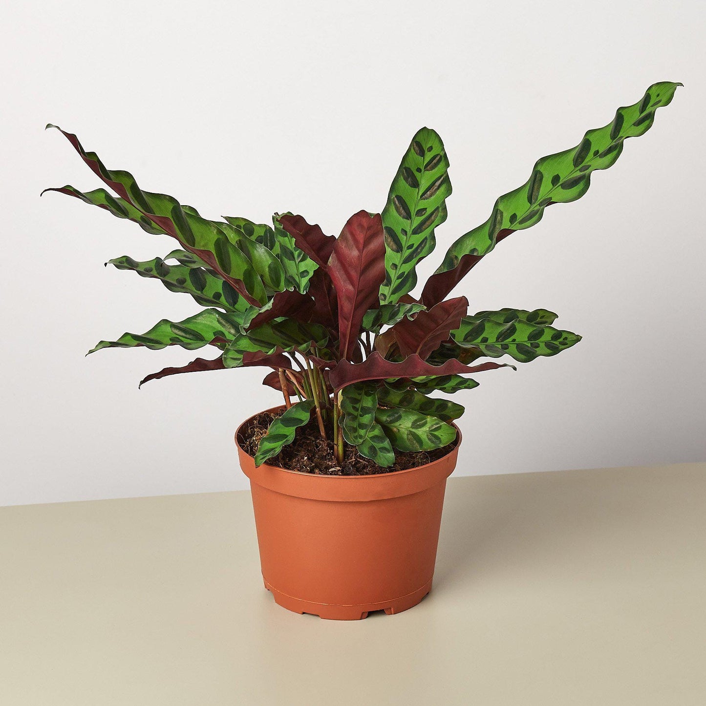 Calathea Rattlesnake 2 / 4 / 6 inch pot Lancifolia  Pet friendly indoor plant - safe for pet - Gift Home decor Ecogen