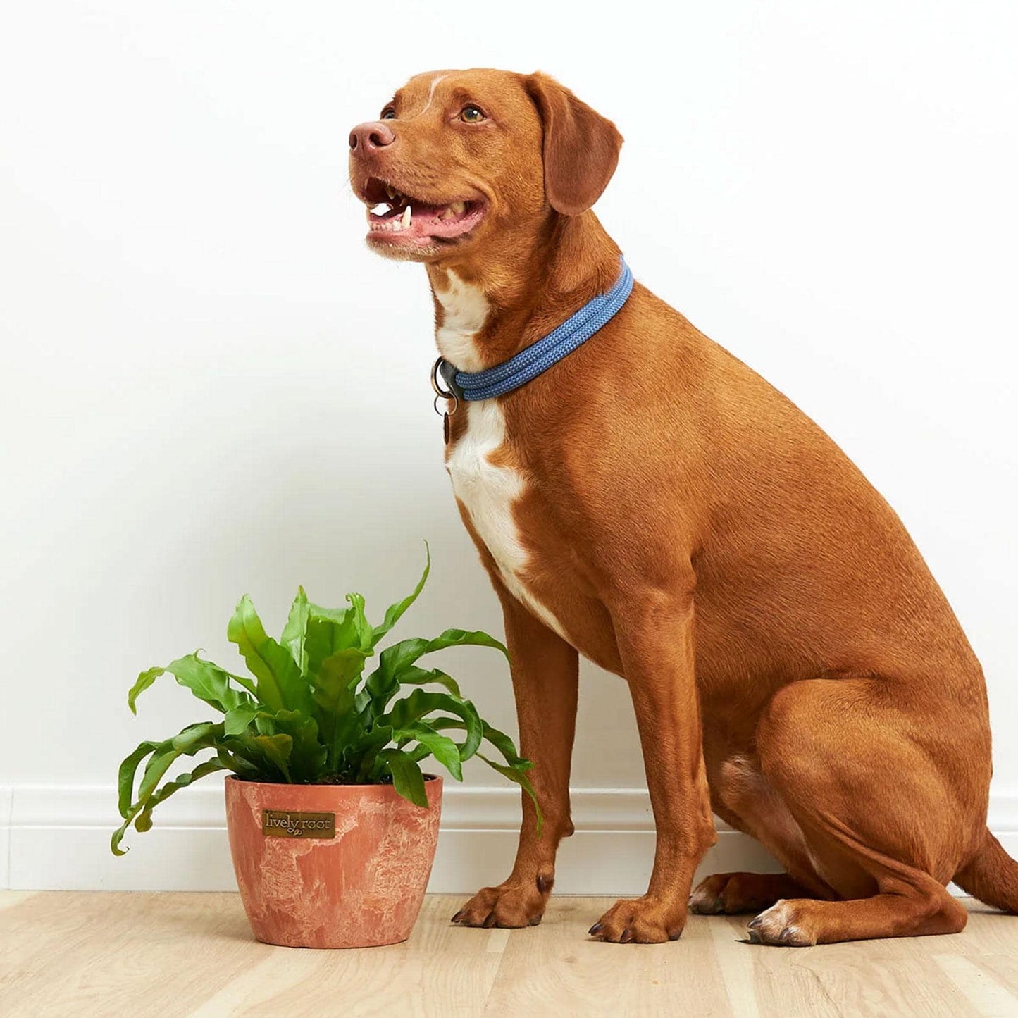 Pet Safe Plant Bundle - 4 Assorted Plants - Pet friendly plants