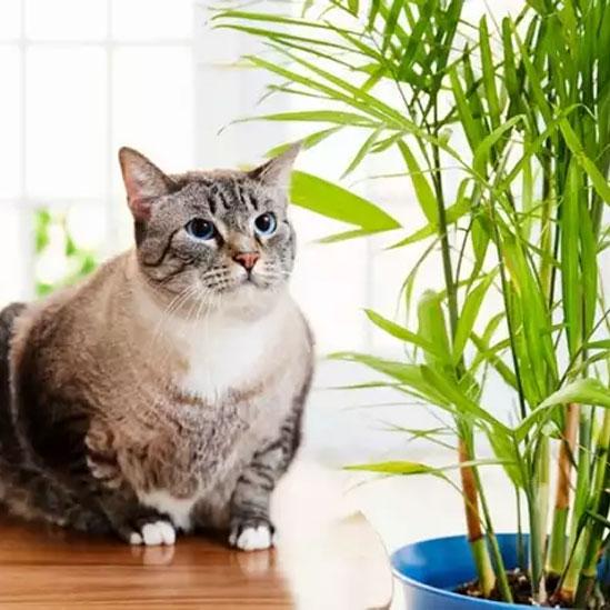 Pet Safe Plant Bundle - 4 Assorted Plants - Pet friendly plants