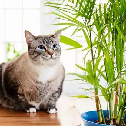 Pet Safe Plant Bundle - 4 Assorted Plants - Pet friendly plants