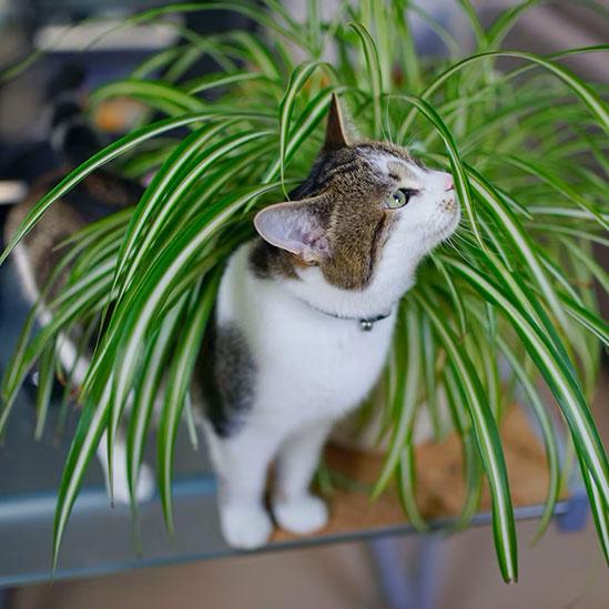 Pet Safe Plant Bundle - 4 Assorted Plants - Pet friendly plants