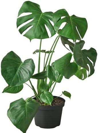 Monstera Deliciosa 4 / 6 / 8 inch pot swiss cheese split leaf philodendron indoor live plant large plant