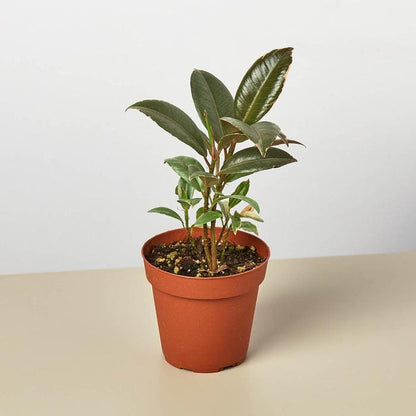 Ficus Elastica Tineke 4/6/8/10 inch pot Variegated Rubber Plant Rare Indoor Live Houseplant - Pet friendly - safe for pet - Gift Home decor