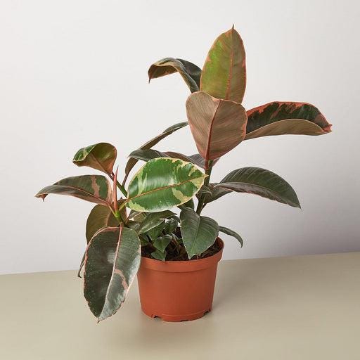Ficus Elastica Tineke 4/6/8/10 inch pot Variegated Rubber Plant Rare Indoor Live Houseplant - Pet friendly - safe for pet - Gift Home decor