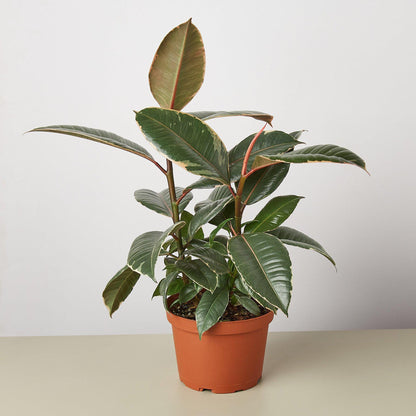 Ficus Elastica Tineke 4/6/8/10 inch pot Variegated Rubber Plant Rare Indoor Live Houseplant - Pet friendly - safe for pet - Gift Home decor