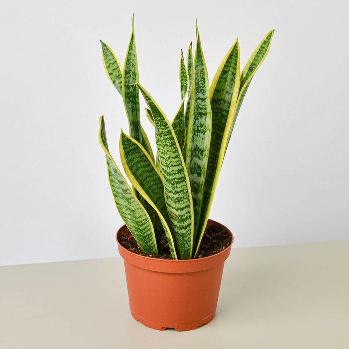 Snake plants Sansevieria Laurentii (live & rooted) 4/6/8 inch pot Indoor Live Houseplant Safe for pet Gift decor pre-pot - potted plant