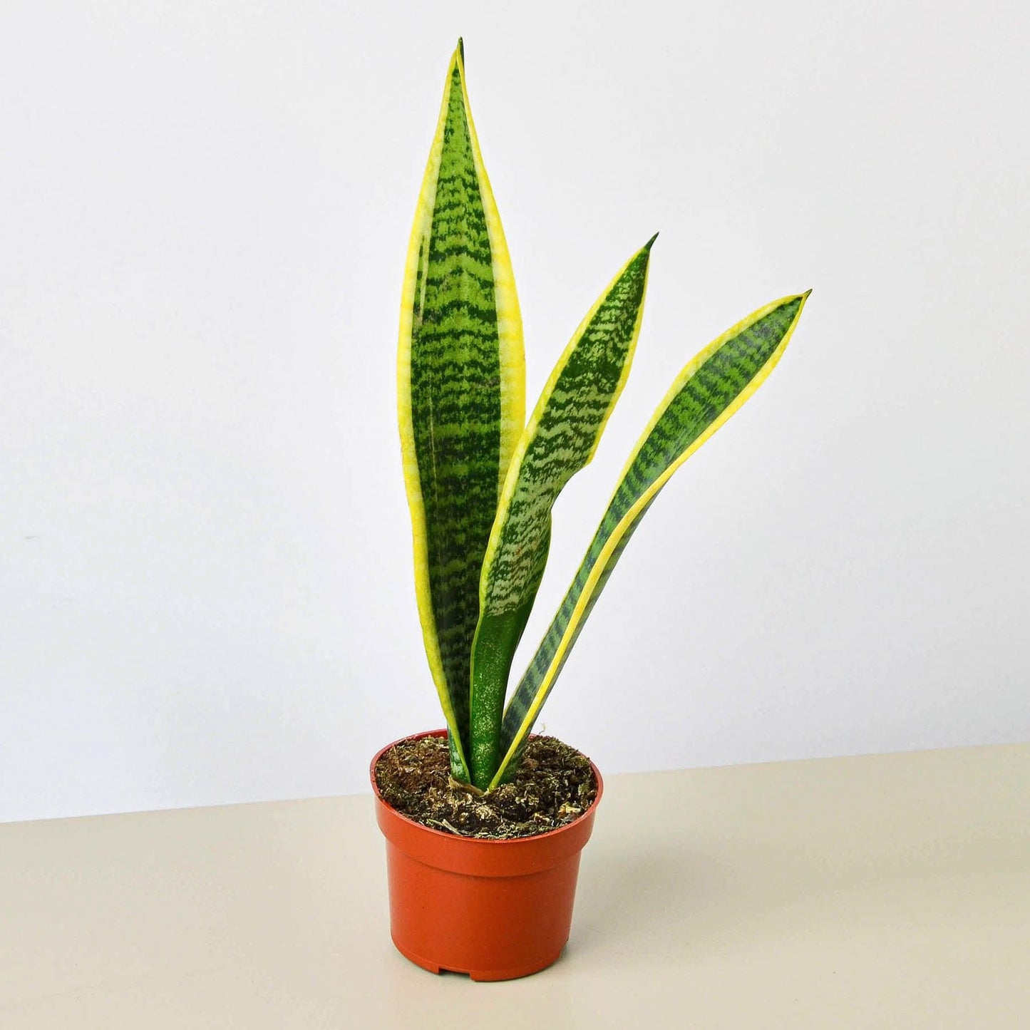 Snake plants Sansevieria Laurentii (live & rooted) 4/6/8 inch pot Indoor Live Houseplant Safe for pet Gift decor pre-pot - potted plant