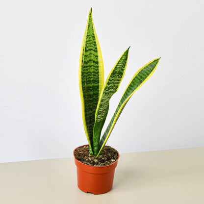 Snake plants Sansevieria Laurentii (live & rooted) 4/6/8 inch pot Indoor Live Houseplant Safe for pet Gift decor pre-pot - potted plant