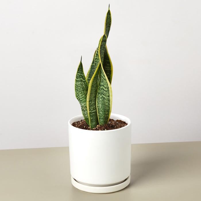 Snake plants Sansevieria Laurentii (live & rooted) 4/6/8 inch pot Indoor Live Houseplant Safe for pet Gift decor pre-pot - potted plant