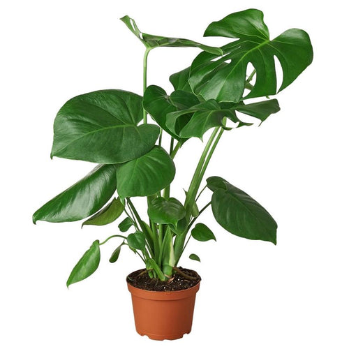 Monstera Deliciosa 4 / 6 / 8 inch pot swiss cheese split leaf philodendron indoor live plant large plant