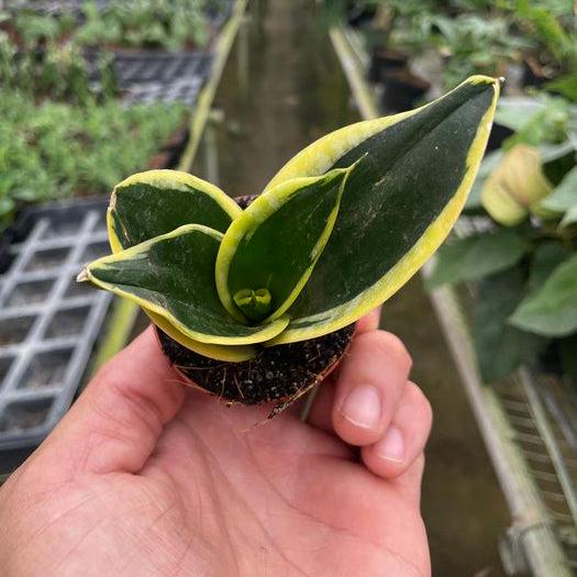 Snake Plant 'Black Gold' Sansevieria (live & rooted) 2/4/6 inch pot Indoor Live Houseplant Safe for pet Gift decor pre-pot - potted plant