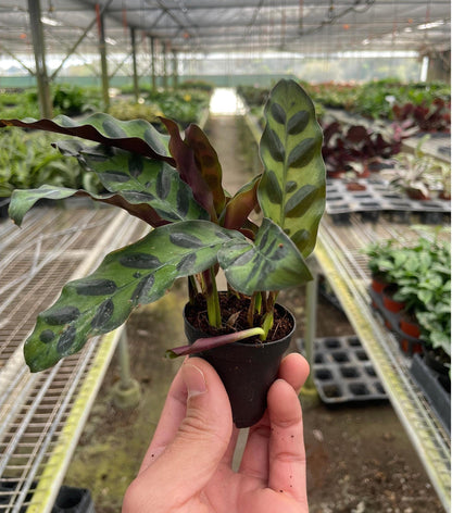 Calathea Rattlesnake 2 / 4 / 6 inch pot Lancifolia  Pet friendly indoor plant - safe for pet - Gift Home decor Ecogen