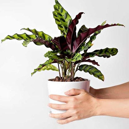 Calathea Rattlesnake 2 / 4 / 6 inch pot Lancifolia  Pet friendly indoor plant - safe for pet - Gift Home decor Ecogen