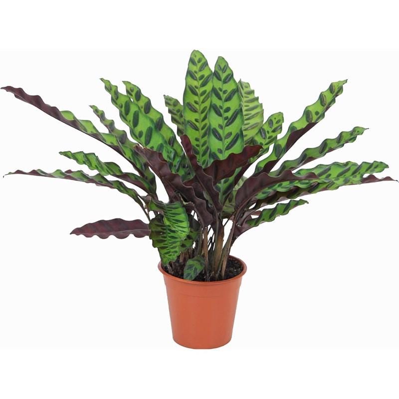 Calathea Rattlesnake 2 / 4 / 6 inch pot Lancifolia  Pet friendly indoor plant - safe for pet - Gift Home decor Ecogen