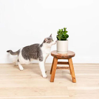 Pet Safe Plant Bundle - 4 Assorted Plants - Pet friendly plants