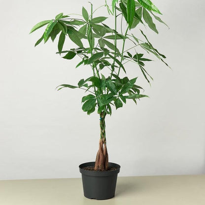 Live Lucky Money Tree 'Guiana Chestnut' Pachira Braid - Pachira Stump - Rare Indoor Plant - Braided Money Tree - Gift