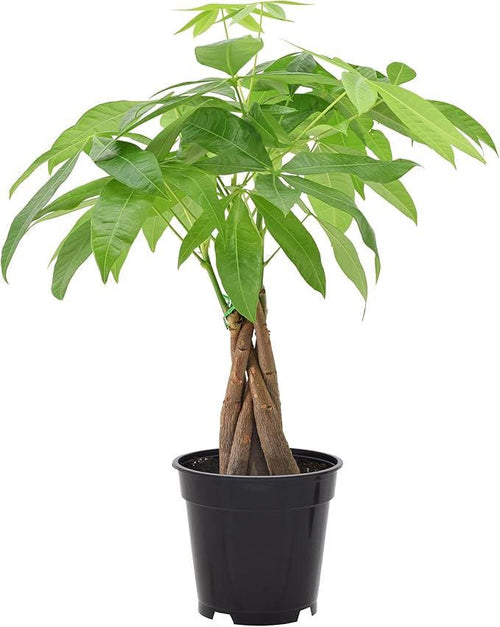 Live Lucky Money Tree 'Guiana Chestnut' Pachira Braid - Pachira Stump - Rare Indoor Plant - Braided Money Tree - Gift