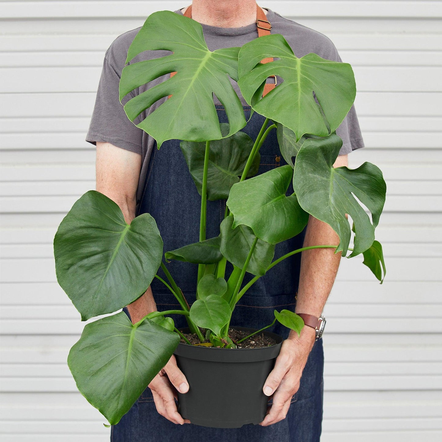 Monstera Deliciosa 4 / 6 / 8 inch pot swiss cheese split leaf philodendron indoor live plant large plant