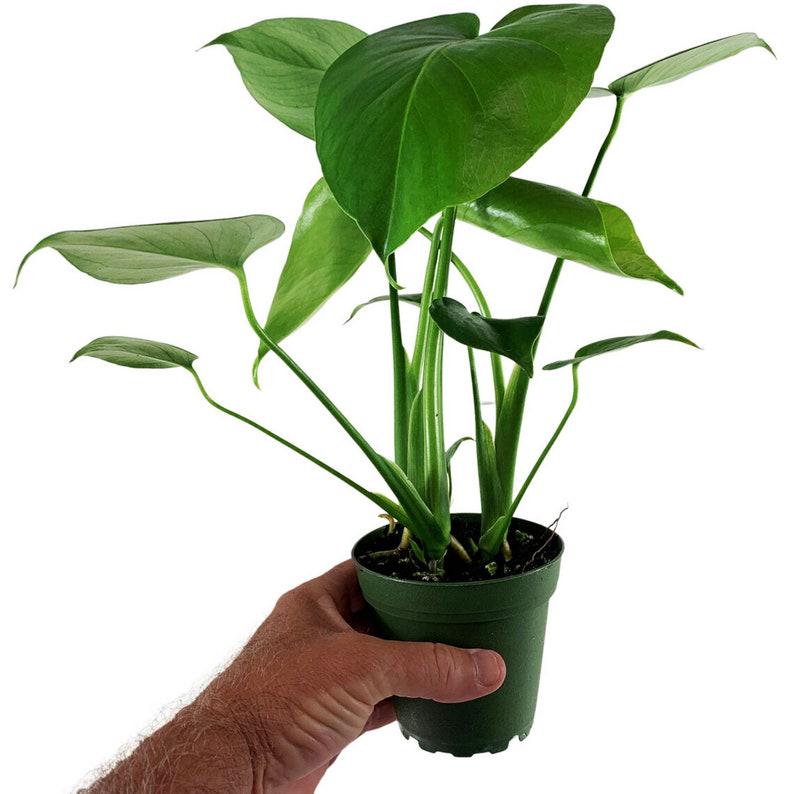 Monstera Deliciosa 4 / 6 / 8 inch pot swiss cheese split leaf philodendron indoor live plant large plant