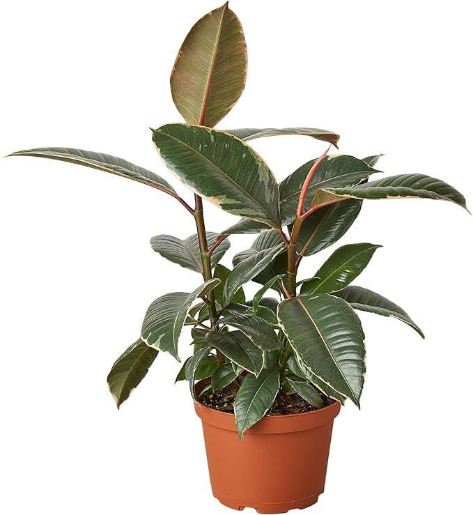 Ficus Elastica Tineke 4/6/8/10 inch pot Variegated Rubber Plant Rare Indoor Live Houseplant - Pet friendly - safe for pet - Gift Home decor