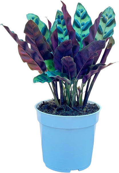 Calathea Rattlesnake 2 / 4 / 6 inch pot Lancifolia  Pet friendly indoor plant - safe for pet - Gift Home decor Ecogen