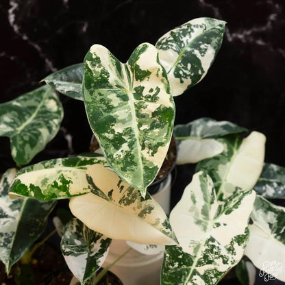 4" Variegated Alocasia Frydek albo - Grower's Choice - Rare plant - indoor plant - gift -