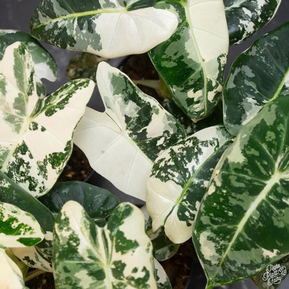 4" Variegated Alocasia Frydek albo - Grower's Choice - Rare plant - indoor plant - gift -