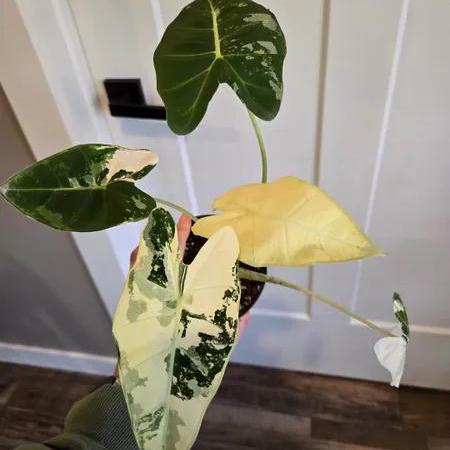 4" Variegated Alocasia Frydek albo - Grower's Choice - Rare plant - indoor plant - gift -