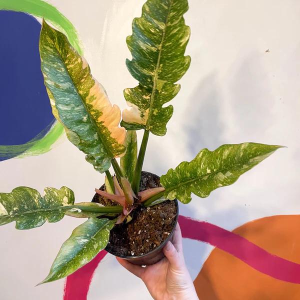 4" Philodendron 'Ring of Fire' Variegated - Rare plant - Indoor plant