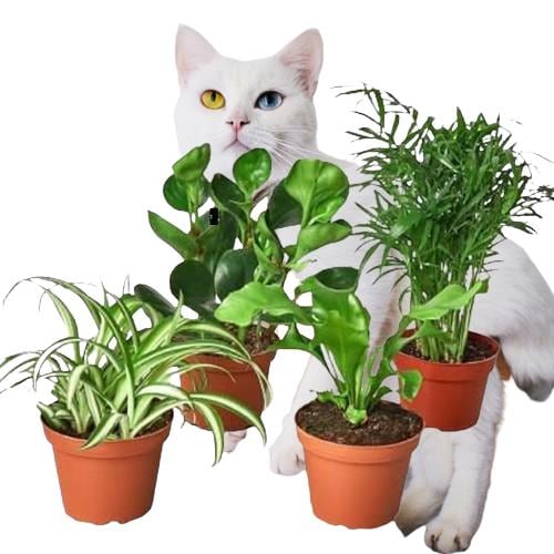 Pet Safe Plant Bundle - 4 Assorted Plants - Pet friendly plants