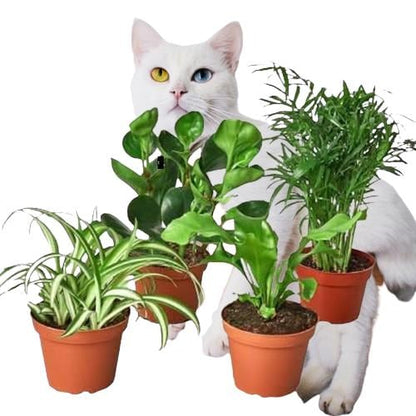 Pet Safe Plant Bundle - 4 Assorted Plants - Pet friendly plants