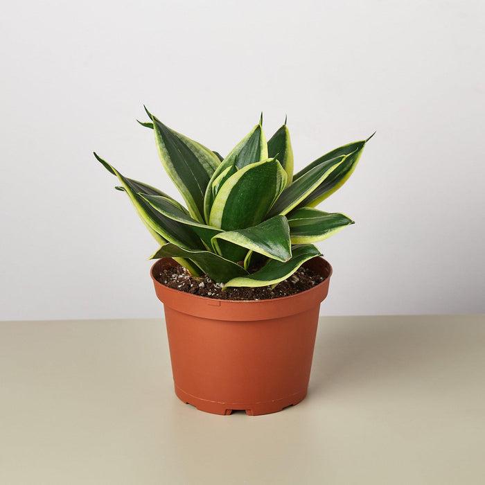 Snake Plant 'Black Gold' Sansevieria (live & rooted) 2/4/6 inch pot Indoor Live Houseplant Safe for pet Gift decor pre-pot - potted plant