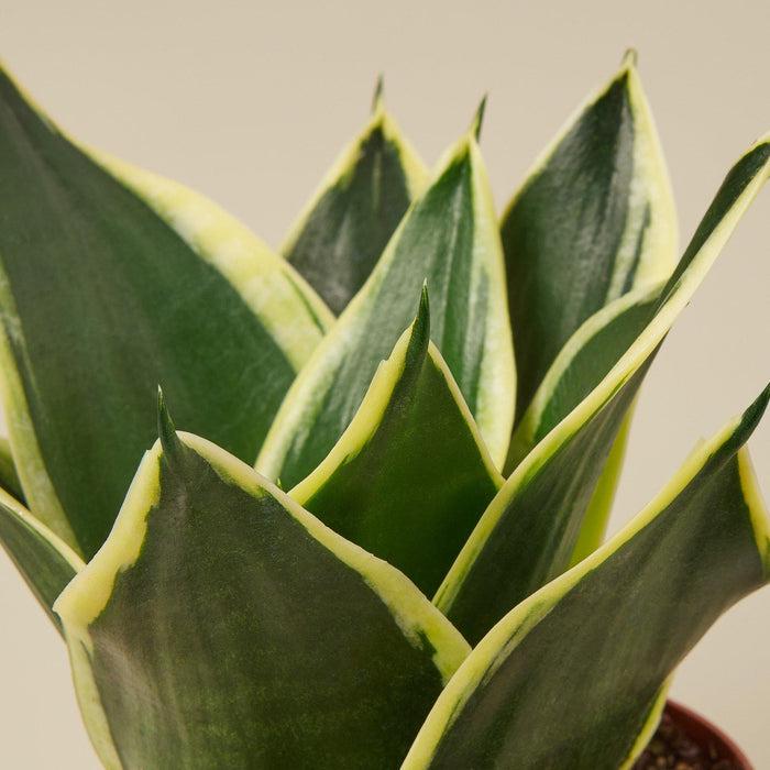 Snake Plant 'Black Gold' Sansevieria (live & rooted) 2/4/6 inch pot Indoor Live Houseplant Safe for pet Gift decor pre-pot - potted plant
