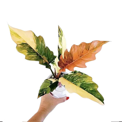 4" Philodendron 'Ring of Fire' Variegated - Rare plant - Indoor plant