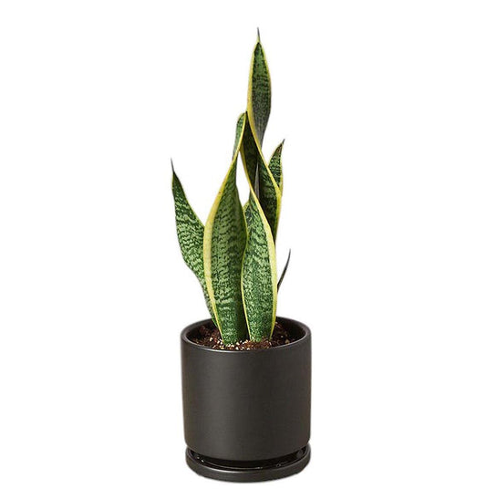 Snake plants Sansevieria Laurentii (live & rooted) 4/6/8 inch pot Indoor Live Houseplant Safe for pet Gift decor pre-pot - potted plant