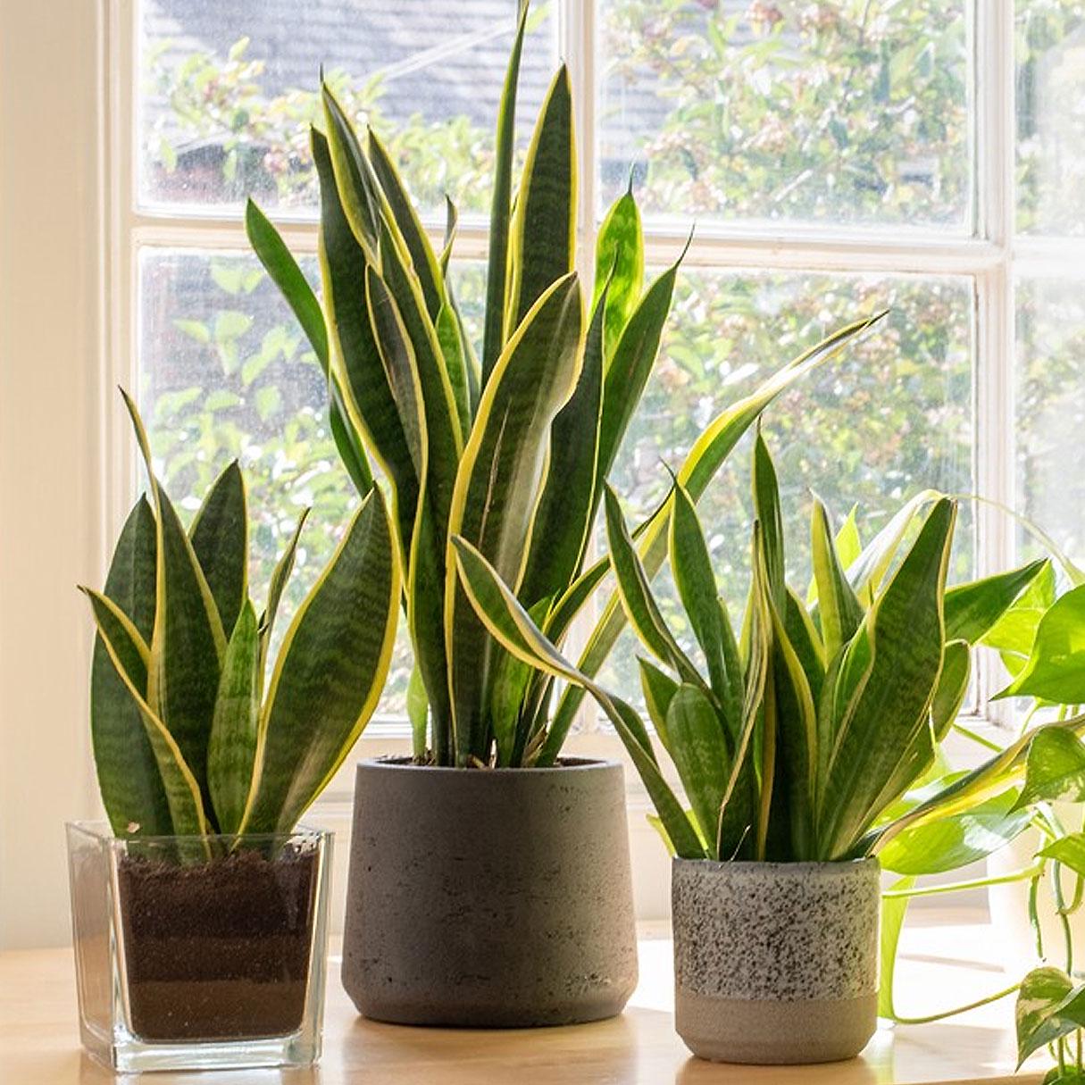 Snake plants Sansevieria Laurentii (live & rooted) 4/6/8 inch pot Indoor Live Houseplant Safe for pet Gift decor pre-pot - potted plant