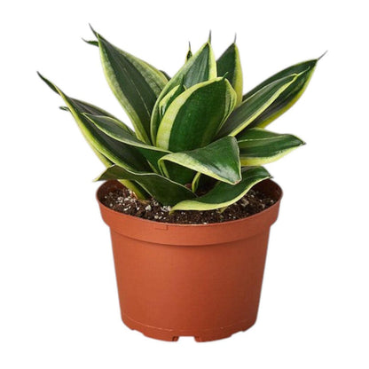Snake Plant 'Black Gold' Sansevieria (live & rooted) 2/4/6 inch pot Indoor Live Houseplant Safe for pet Gift decor pre-pot - potted plant
