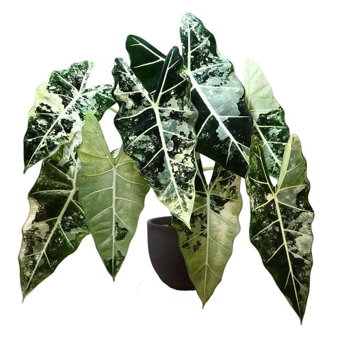 4" Variegated Alocasia Frydek albo - Grower's Choice - Rare plant - indoor plant - gift -