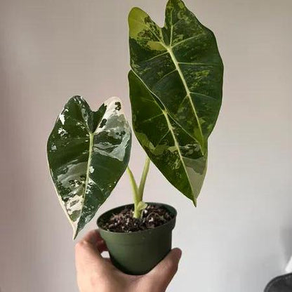4" Variegated Alocasia Frydek albo - Grower's Choice - Rare plant - indoor plant - gift -