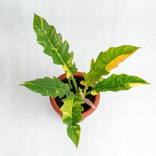 4" Philodendron 'Ring of Fire' Variegated - Rare plant - Indoor plant