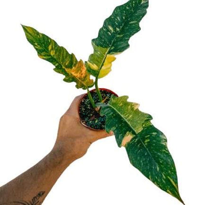 4" Philodendron 'Ring of Fire' Variegated - Rare plant - Indoor plant