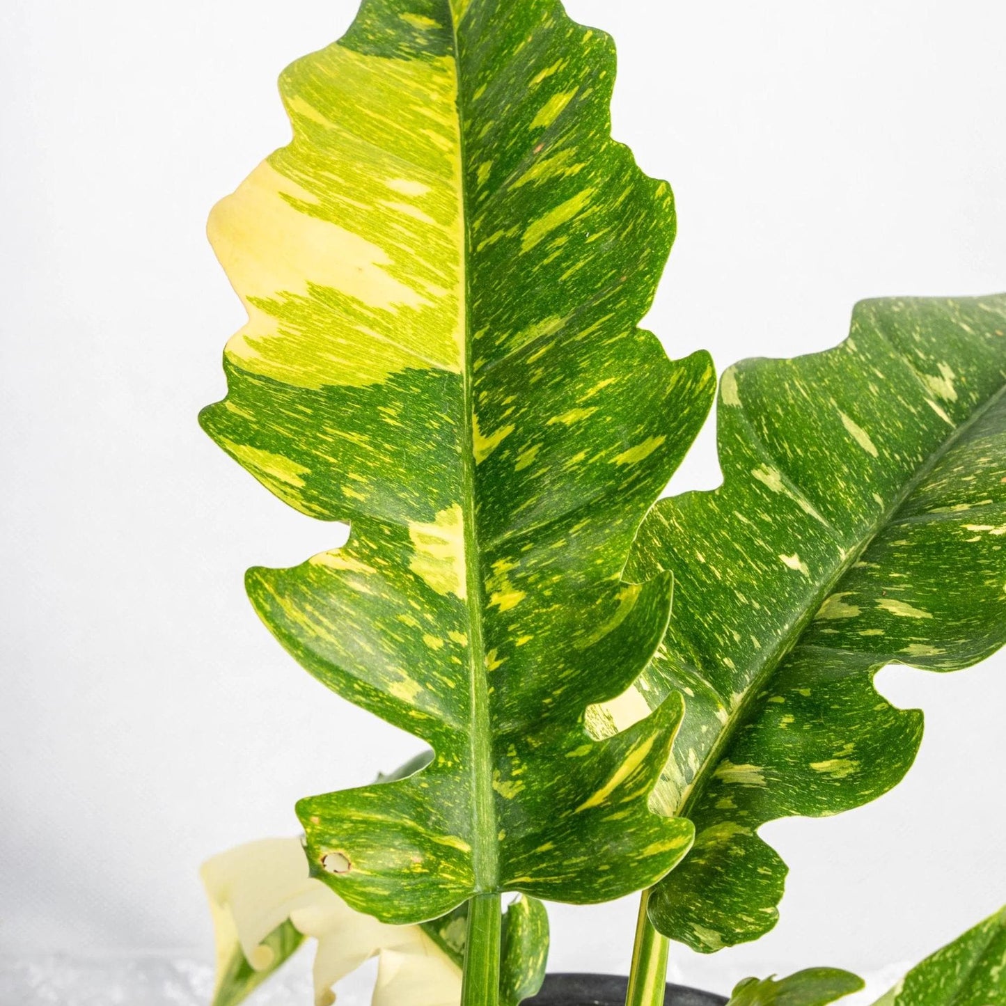 4" Philodendron 'Ring of Fire' Variegated - Rare plant - Indoor plant