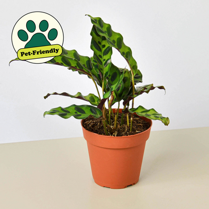 TEST Calathea Lancifolia 'Rattlesnake'
